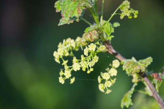A close-up view of delicate currant blossoms. The image captures the tiny flowers in full bloom, a sign of spring's arrival.