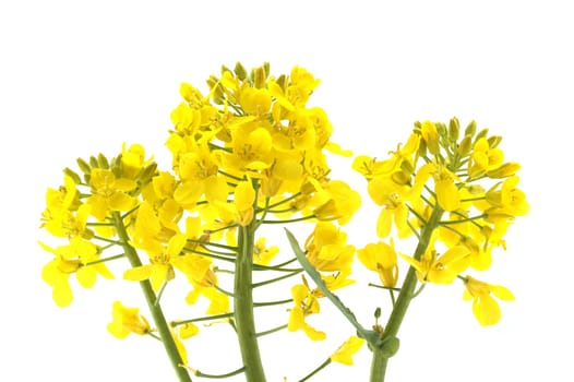A close-up shot reveals vibrant yellow canola flowers in full bloom against a pristine white backdrop, showing the plants.