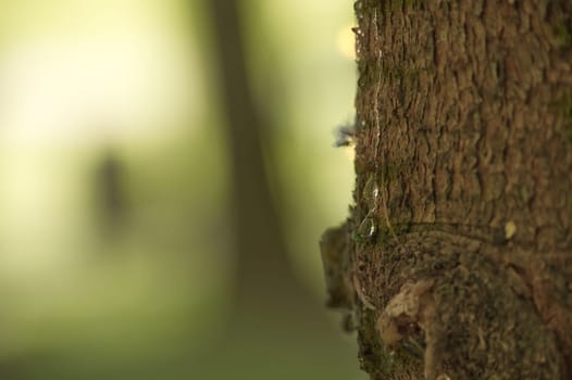 Close-up shot of a tree trunk with a gentle flow of sap, showcasing the natural beauty of the forest.
