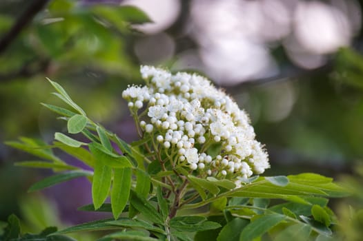 Close-up shot of a cluster of white rowan flowers blooming amidst lush green leaves, creating a serene outdoor scene.