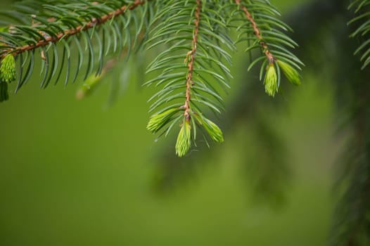 Close-up view of fresh new growth on a fir tree branch, with soft green background creating a natural, serene scene.