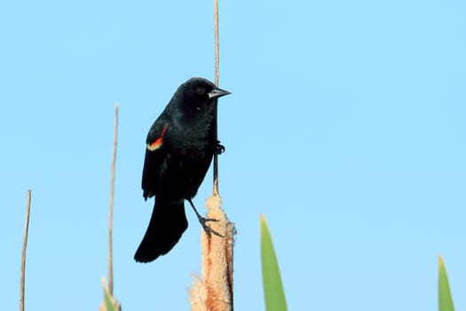 A red-winged blackbird is perched on a cattail against a blue sky in Liberty Lake, Washington.