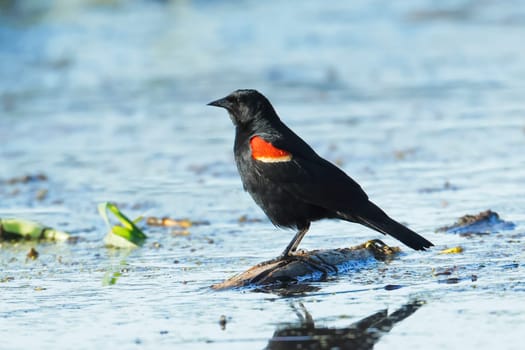 A red winged blackbird is perched on a small piece of wood in shallow water in Liberty Lake, Washington.
