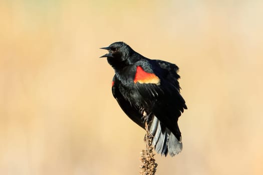 A red winged blackbird on a plant is calling out on a sunny day in Liberty Lake, Washington.