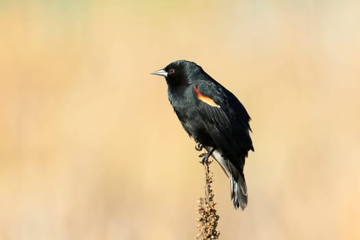 A red winged blackbird is perched on a plant on a sunny day in Liberty Lake, Washington.