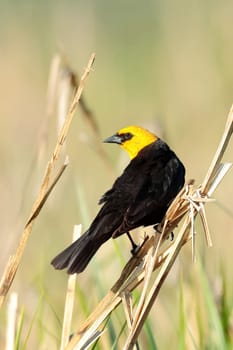 A yellow headed blackbird is perched on a small stalk in Liberty Lake, Washington.