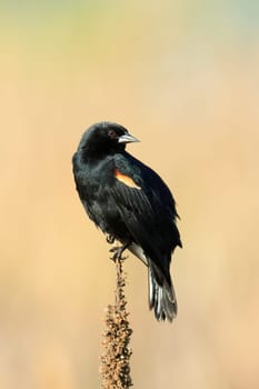 A red winged blackbird is perched on a plant on a sunny day in Liberty Lake, Washington.