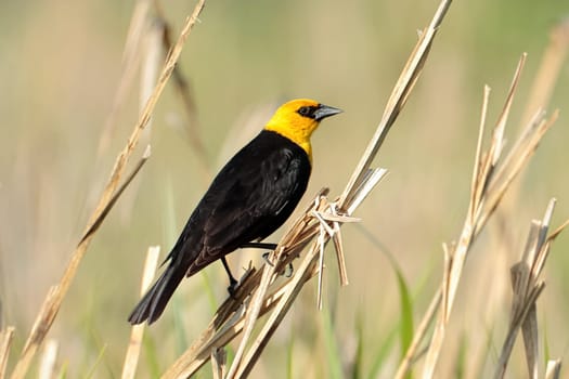A yellow headed blackbird is perched on a small stalk in Liberty Lake, Washington.