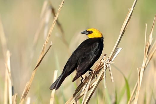 A yellow headed blackbird is perched on a small stalk in Liberty Lake, Washington.