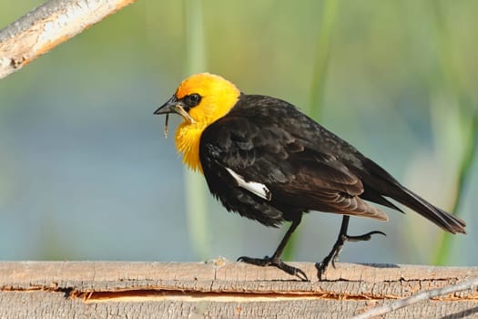 A yellow headed blackbird walks on a log in Liberty Lake, Washington.