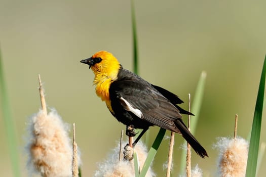 A yellow headed blackbird is perched on a cattail plant in Liberty Lake, Washington.