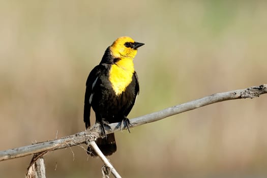 A yellow headed blackbird is perched on a small branch in Liberty Lake, Washington.