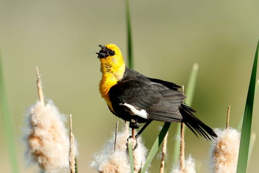 A yellow headed blackbird perched on a cattail is calling out in Liberty Lake, Washington.