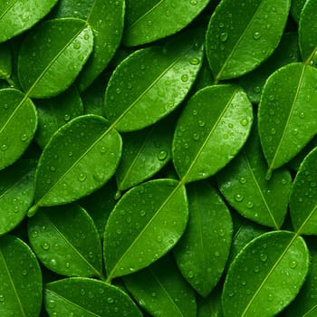 AI generated top view of kaffir lime leaves with water droplets under bright daylight showcasing freshness cleanliness and vibrant green tones perfect for culinary and natural themed visuals