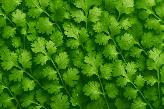AI generated top view of fresh cilantro leaves with sparkling water droplets under daylight capturing freshness purity and natural beauty ideal for food and wellness themes