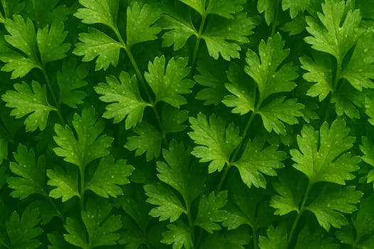 AI generated top view of fresh parsley leaves covered with water droplets under bright daylight capturing natural freshness vibrant color and clean texture ideal for culinary or health visuals