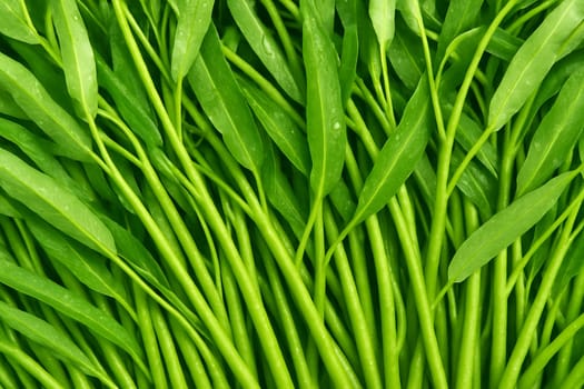 AI generated top view of fresh water spinach with dew drops in daylight clean and vibrant showing natural freshness ideal for food and health concepts