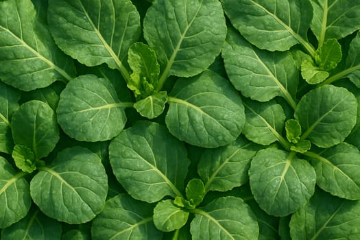 AI generated top view of vibrant fresh kale leaves covered in water droplets under daylight capturing crisp texture clean surface and organic food freshness
