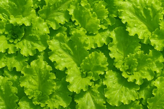 AI generated top view of crisp green lettuce leaves with water droplets under daylight showing vibrant clean texture freshness and organic food appeal