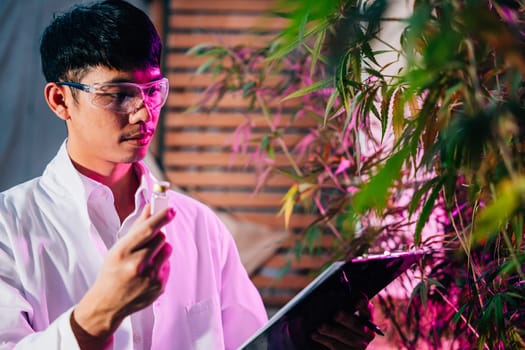 Marijuana researcher Asian man wearing glasses and holding a vial bottle and a clipboard to check list in cannabis sativa hemp plants in cannabis farms, herbal alternative medicine