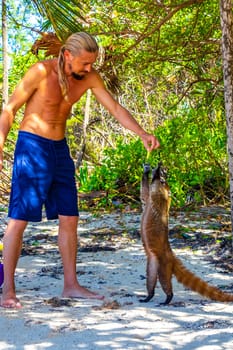 A man is feeding Coati coatis with food in tropical jungle in Playa del Carmen Quintana Roo Mexico.