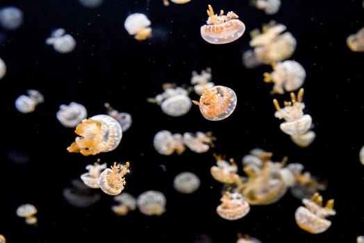 Spotted jellyfish with orange arms drift through dark sea. Their translucent bells shimmer in the calm water.