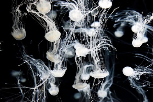 Transparent Chrysaora pacifica jellyfish drift gracefully in an aquarium, their long, fine tentacles stretching across a dark background, evoking minimalist marine elegance