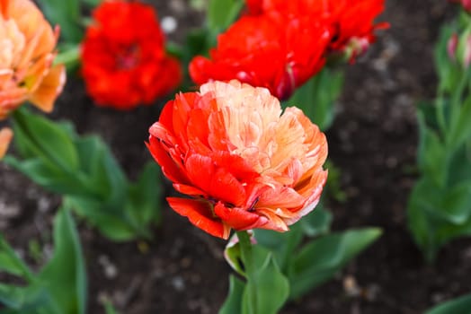 Closeup of a single red and orange double tulip Gudoshnik Double in full bloom, showcasing vibrant layered petals and rich spring colors