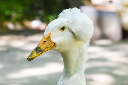 Close side portrait of a Pekin crested duck with a dirty beak and striking blue eye, showing unique plumage and personality in natural light.