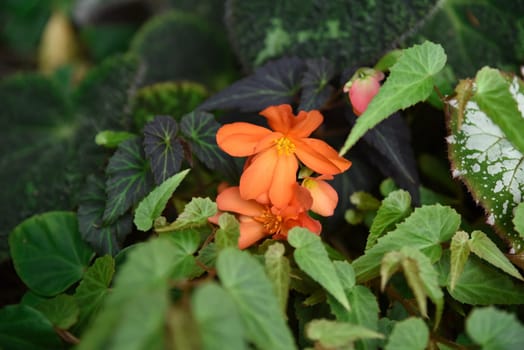 Orange Begonia Pendula in bloom, cascading petals captured in closeup. A vibrant ornamental flower from the Begoniaceae family.