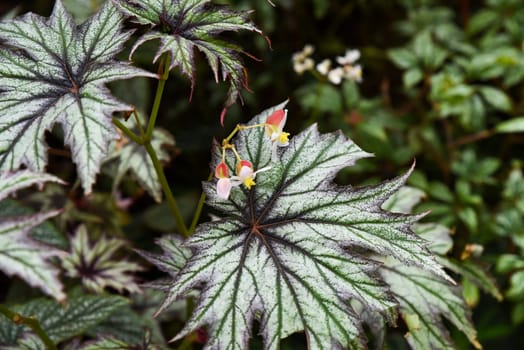 Begonia solimutata with green textured leaves and small pink flowers, a tropical flowering plant native to northern Brazil, grown for decoration.