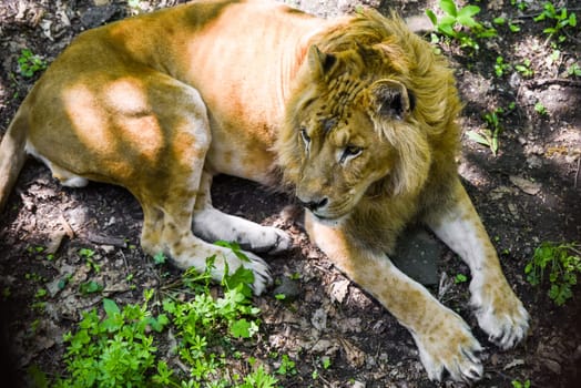 Male liliger lying and looking sideways in Primorsky Krai Russian Far East natural habitat. A rare hybrid of lion and tiger with a visible mane.