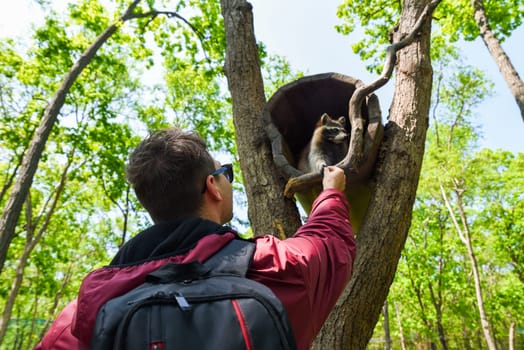 Young male tourist with backpack feeds a gray raccoon sitting in a tree hollow, view from below in lush green forest under bright sky.