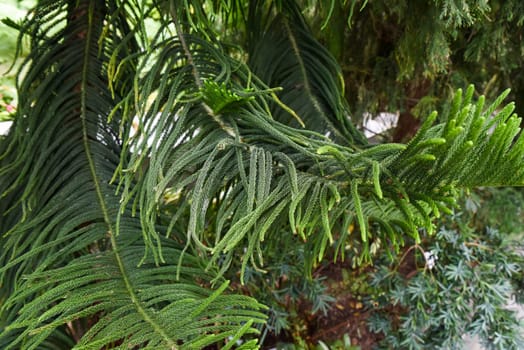 Close-up of Araucaria heterophylla (Norfolk Island Pine) branch with lush green needles, Singapore. Tropical conifer details in natural sunlight