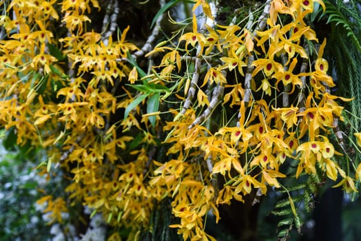 Dendrobium Chanthaboon Sunrise orchid with multiple bright yellow flowers, an exotic hybrid from the Orchidaceae family, known for tropical beauty.