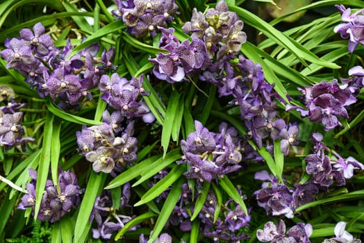 Horizontal photo of Vandachostylis Guardant orchid in full bloom, capturing deep violet tones and fine textures of this rare hybrid tropical flower.
