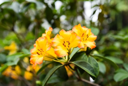 Vivid orange flowers of Rhododendron zoelleri in bloom, native to tropical regions, from the Ericaceae family, lush and ornamental garden plant.