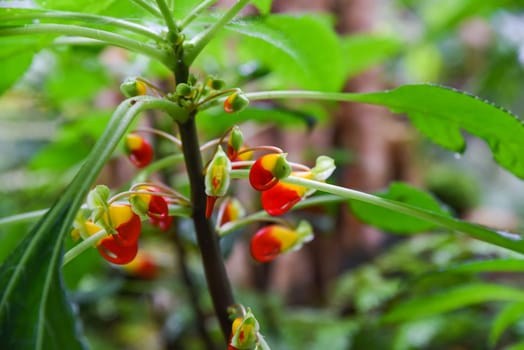Closeup of colorful Impatiens niamniamensis flowers with red and yellow petals surrounded by lush green leaves in a tropical Singapore garden.