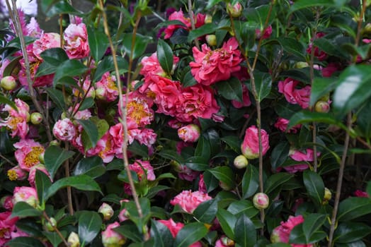Pink and white Japanese camellia flowers in full bloom create a soft floral background. Ideal for themes of beauty, nature, and elegance.