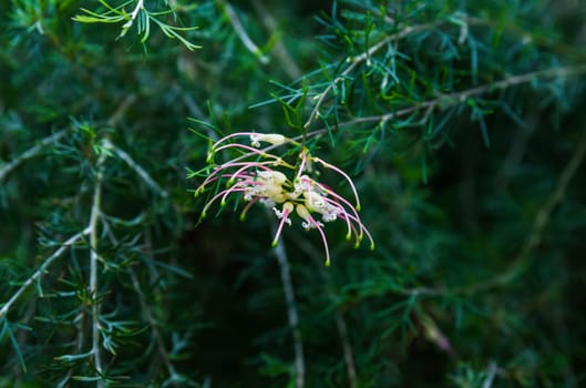 White Grevillea bloom with soft pink stamens in close-up, showcasing intricate floral structures and natural beauty in outdoor garden setting.
