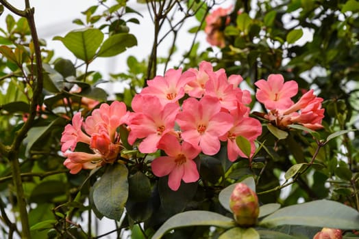 Vireya rhododendrons in bloom, tropical ornamental plants from southeastern Asia, part of the Ericaceae family, growing in lush natural surroundings