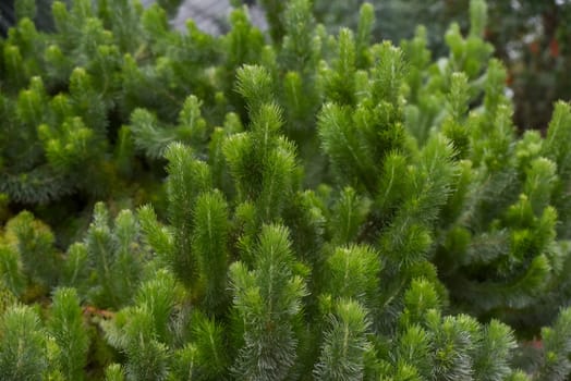 Closeup of Adenanthos sericeus plant with fine, soft, silvery green foliage resembling conifer needles, known for its woolly texture and delicate look