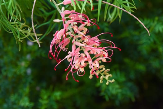 Close-up of Grevillea Misty Red flowers showcasing vibrant pink blooms with delicate textures, perfect for nature and floral photography.