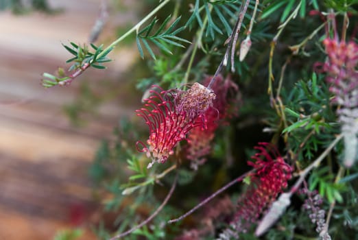 Close-up of Grevillea thelemanniana with delicate red flowers and fine foliage, showcasing its vibrant colors and intricate textures in natural light.