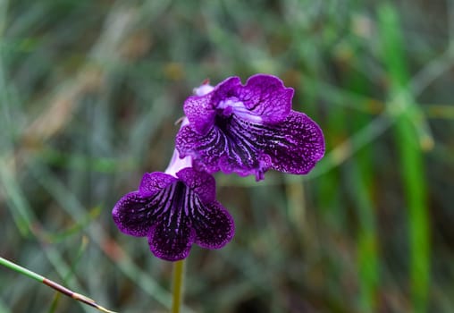 Close-up of a blooming Streptocarpus (Cape primrose) with velvety petals. Popular ornamental plant from the Gesneriaceae family, ideal for indoor cultivation