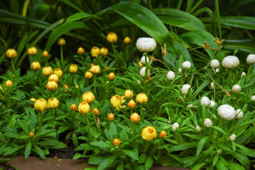 Beautiful yellow and white strawflower buds in lush garden greenery after rain. Water droplets glisten on the fresh petals and leaves.