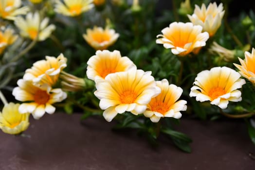 Yellow-orange Gazania in bloom, showing vivid daisy-like petals and lush green leaves, a sun-loving flower from the Asteraceae family.