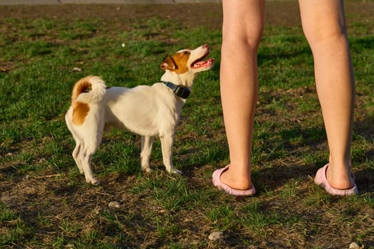 a small dog of a breed originally used for turning out foxes and other burrowing animals from their lairs
