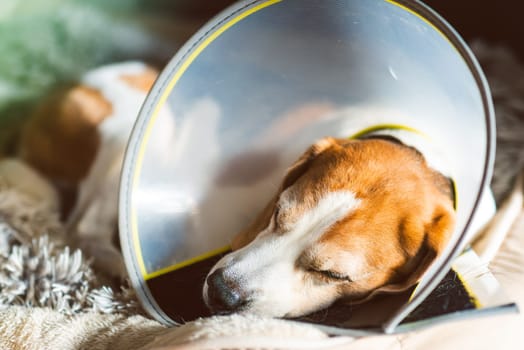 A sleepy beagle dog that is wearing a protective cone is resting comfortably on a very cozy and soft bed