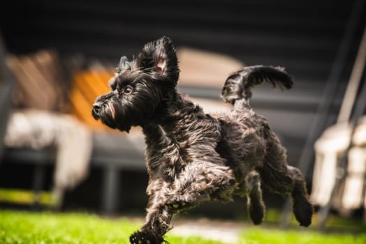 A lively and energetic black dog joyfully enjoys a playful run on the soft green grass under the bright sunlight